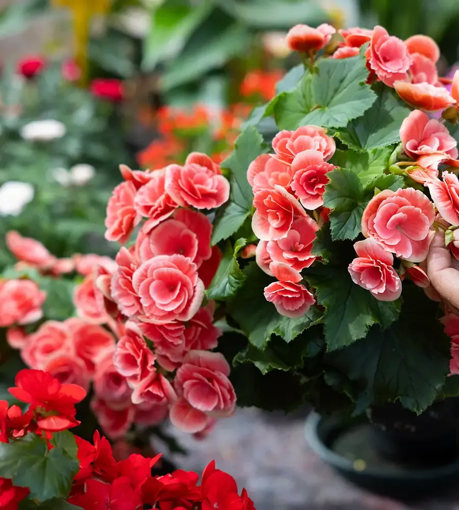 Un mondo di <strong>piante</strong> e <strong>fiori</strong>, tutto da scoprire