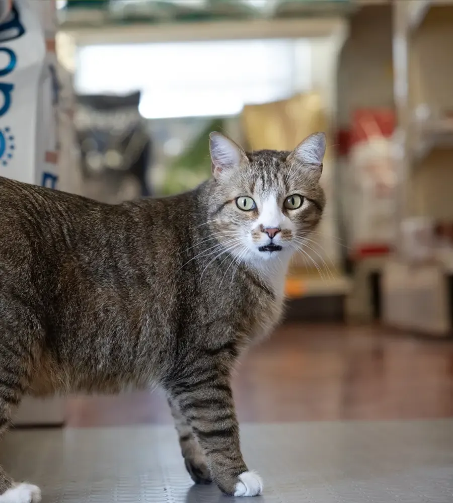 <strong>Nutrizione</strong> e <strong>benessere</strong> per i tuoi amici a animali