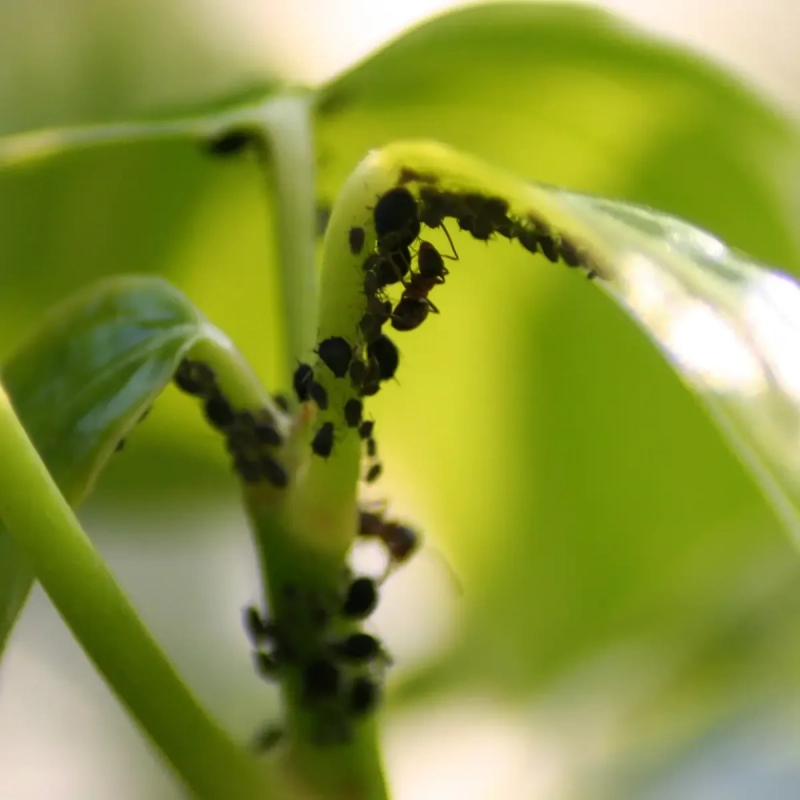 Prodotti per difesa delle piante